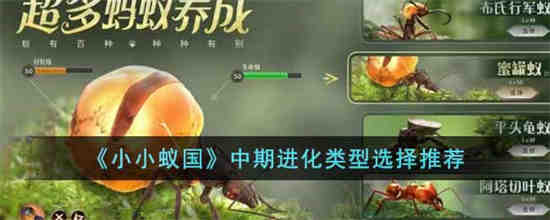 小小蚁国中期发展攻略
