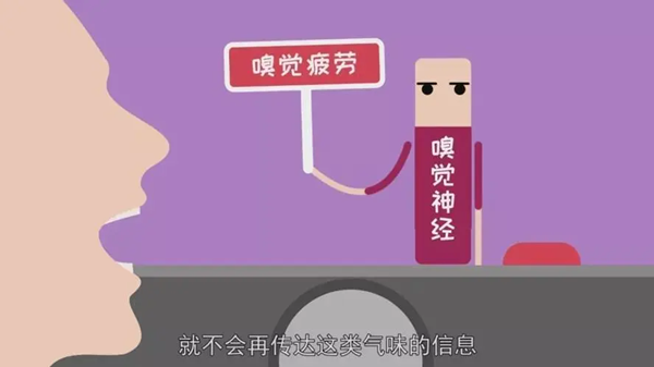 蚂蚁庄园：常听说视觉疲劳那会有嗅觉疲劳吗