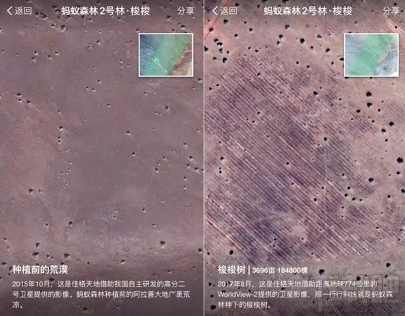 支付宝蚂蚁森林怎么查看树木发育情况
